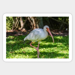 Hopping White Ibis Sticker